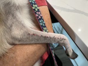 Pet Paradise Review Broken Leg